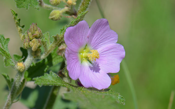 Sphaeralcea fendleri, Fendler’s Globemallow